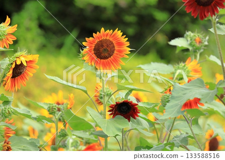 Cute sunflowers 133588516
