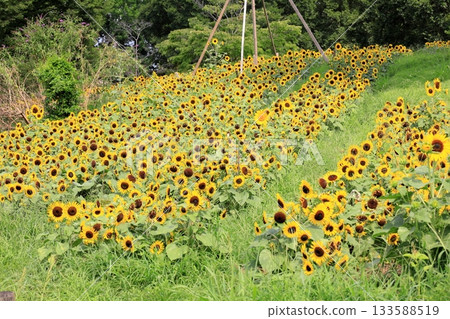 一簇向日葵 133588519
