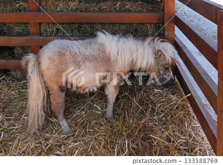 Pony horse Pony horse 133588769