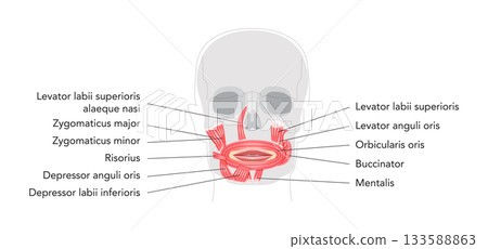 Oral muscles anatomy diagram, labeled structures include orbicularis oris, zygomaticus major, zygomaticus minor 133588863
