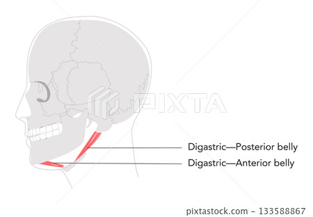 Digastric anterior posterior belly - Upper section of Suprahyoid muscle depicted in detailed labeled chart, assists Digastric anterior posterior belly - Upper section of Suprahyoid muscle depicted in detailed labeled chart, assists 133588867
