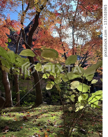 Kogosanzan秋葉在Kongorinji寺 133588965