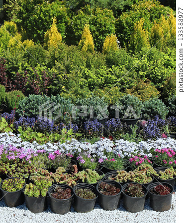 Garden flowers Garden flowers 133588977