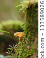 苔蘚和小蘑菇 133589026