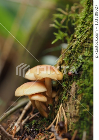 在乘鞍高原附近散步時發現的蘑菇 133589027