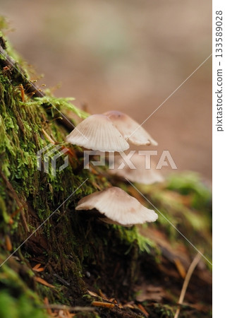 在乘鞍高原散步時發現的蘑菇 133589028