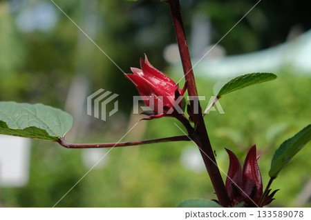 Roselle fruits plant on tree in the garden Roselle fruits plant on tree in the garden 133589078