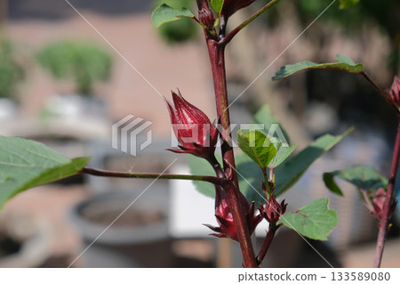 Roselle fruits plant on tree in the garden Roselle fruits plant on tree in the garden 133589080