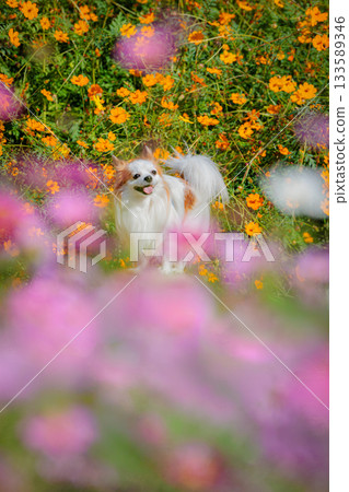 Papichiwa and Cosmos Papichiwa and Cosmos 133589346