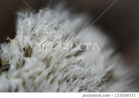 蒲公英絨毛與水滴 133589371