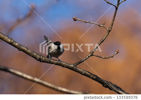 A titmouse perched on a branch looking at me A titmouse perched on a branch looking at me 133589376