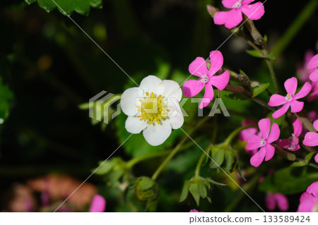Cute white strawberry petals Cute white strawberry petals 133589424