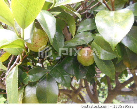 山茶花堅果 山茶花堅果 133589582