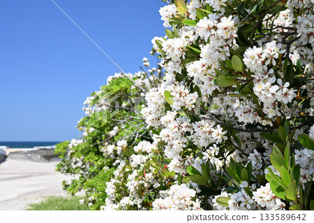 Umbrella umbellata on the beach Umbrella umbellata on the beach 133589642