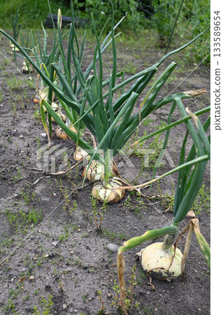 在領域的洋蔥 133589654
