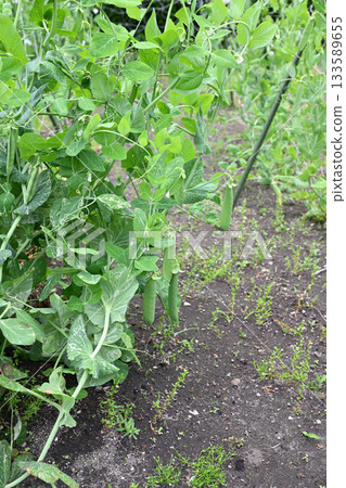 Growing peas 133589655