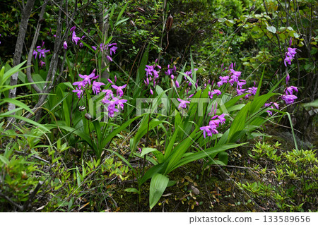 Blooming splendid iris flowers Blooming splendid iris flowers 133589656