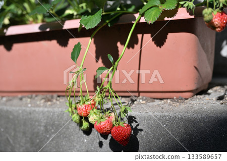Strawberries growing in a planter Strawberries growing in a planter 133589657