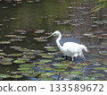 A great egret, an elegant white wild bird, stands in a pond with floating water lilies. 133589672