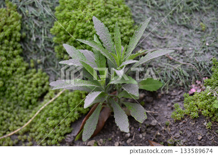 Volcanic ash piled up on weeds 133589674