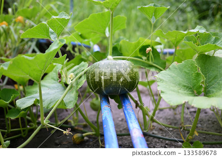 Healthy growing pumpkin Healthy growing pumpkin 133589678
