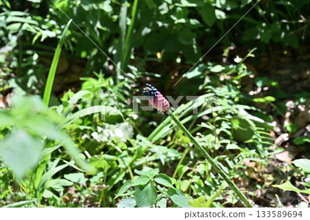 Wild-growing mountain konjac 133589694