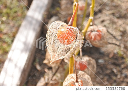 網地櫻桃① 網地櫻桃① 133589768