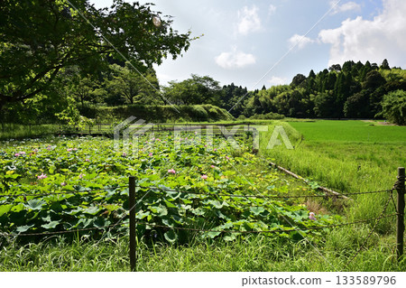 城市農業中心的荷花池 133589796