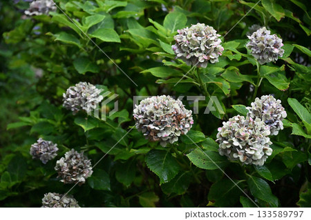 Hydrangeas that are past their prime 133589797