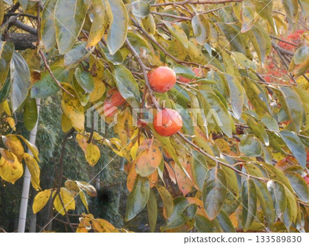 牡蠣 牡蠣 133589830