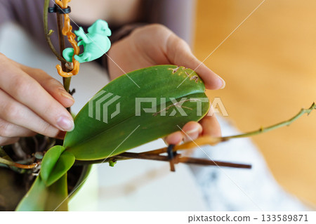young woman takes care an orchid 133589871