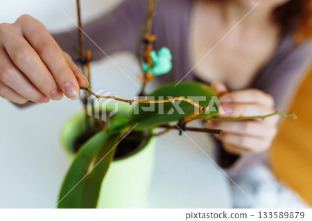 young woman takes care an orchid young woman takes care an orchid 133589879
