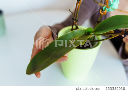 young woman takes care an orchid 133589938