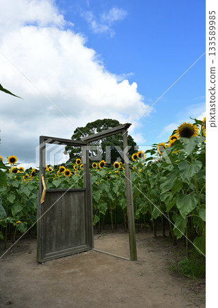 Door and sunflowers Door and sunflowers 133589985