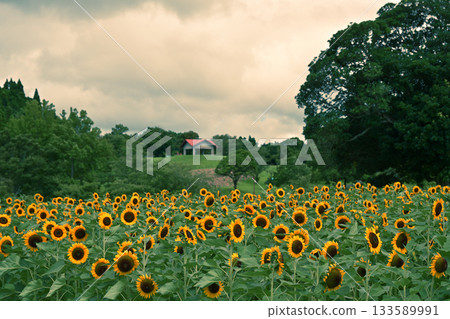 A quiet and beautiful sunflower field A quiet and beautiful sunflower field 133589991