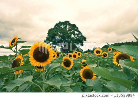 美麗的雲朵和向日葵 美麗的雲朵和向日葵 133589994