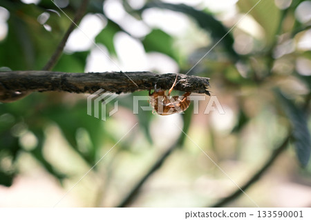 Cicada shells remaining on branches 133590001