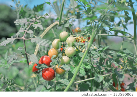 可愛的成熟番茄 133590002