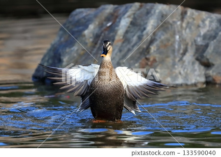 Flapping duck Flapping duck 133590040