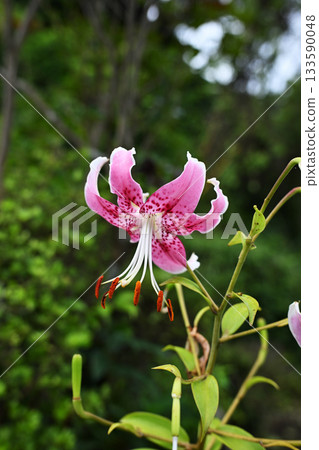 美麗的粉紅色虎百合在仲夏盛開 133590048