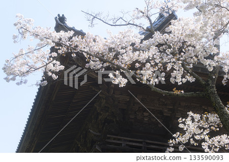 Amabiki Kannon Sakura 春天的風景 133590093