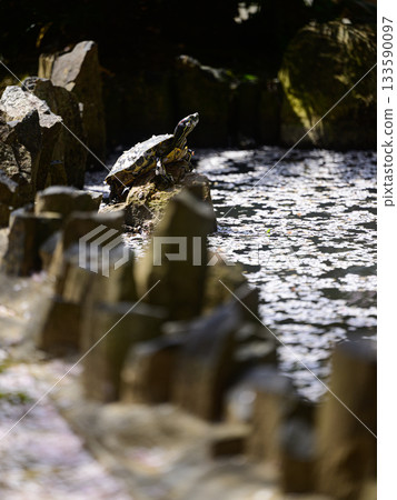 櫻花花瓣漂浮在水面上，一隻烏龜站在水邊－春日美景 133590097