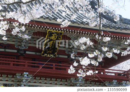 Amabiki Kannon Sakura 春天的風景 Amabiki Kannon Sakura 春天的風景 133590099