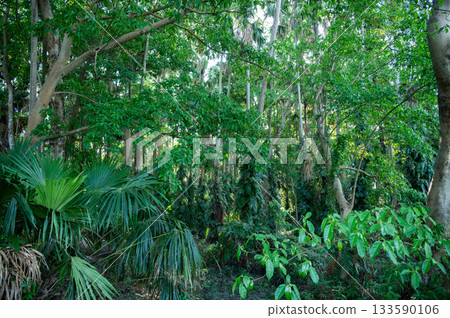 Overgrown forest inside Khamchanod forest in Udon Thani province a place where Thai people go there to worship the naga and ask for good health prosperity in life. 133590106