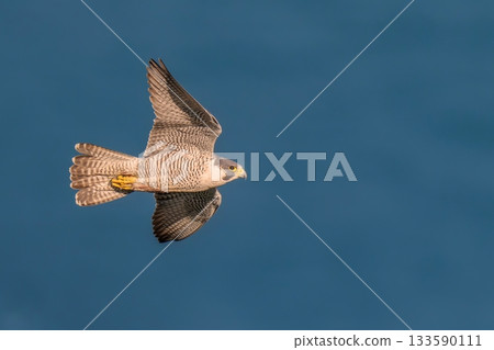 An adult Peregrine Falcon flies leisurely in the morning sun with the Sea of Japan in the background 133590111
