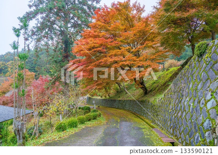 通往古老寺廟的小路苔蘚覆蓋，秋葉色彩斑斕，構成了一幅美麗的畫面。 133590121