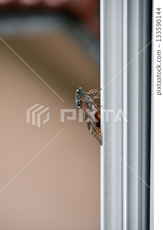 夏日蟬鳴聲響徹私人住宅 夏日蟬鳴聲響徹私人住宅 133590144