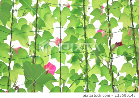 Beautiful morning glory shade 133590145