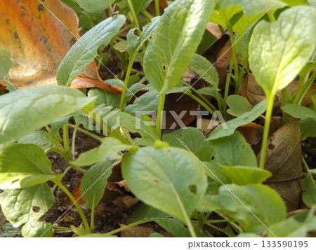 Komatsuna grown in a home garden Komatsuna grown in a home garden 133590195