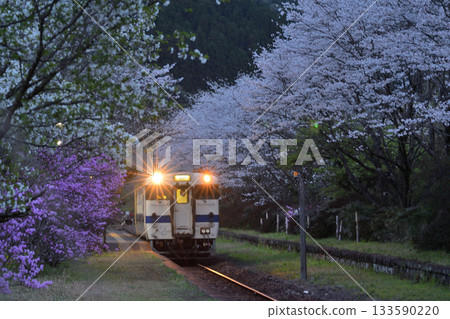 Cherry blossoms at Kataigawa Station 133590220
